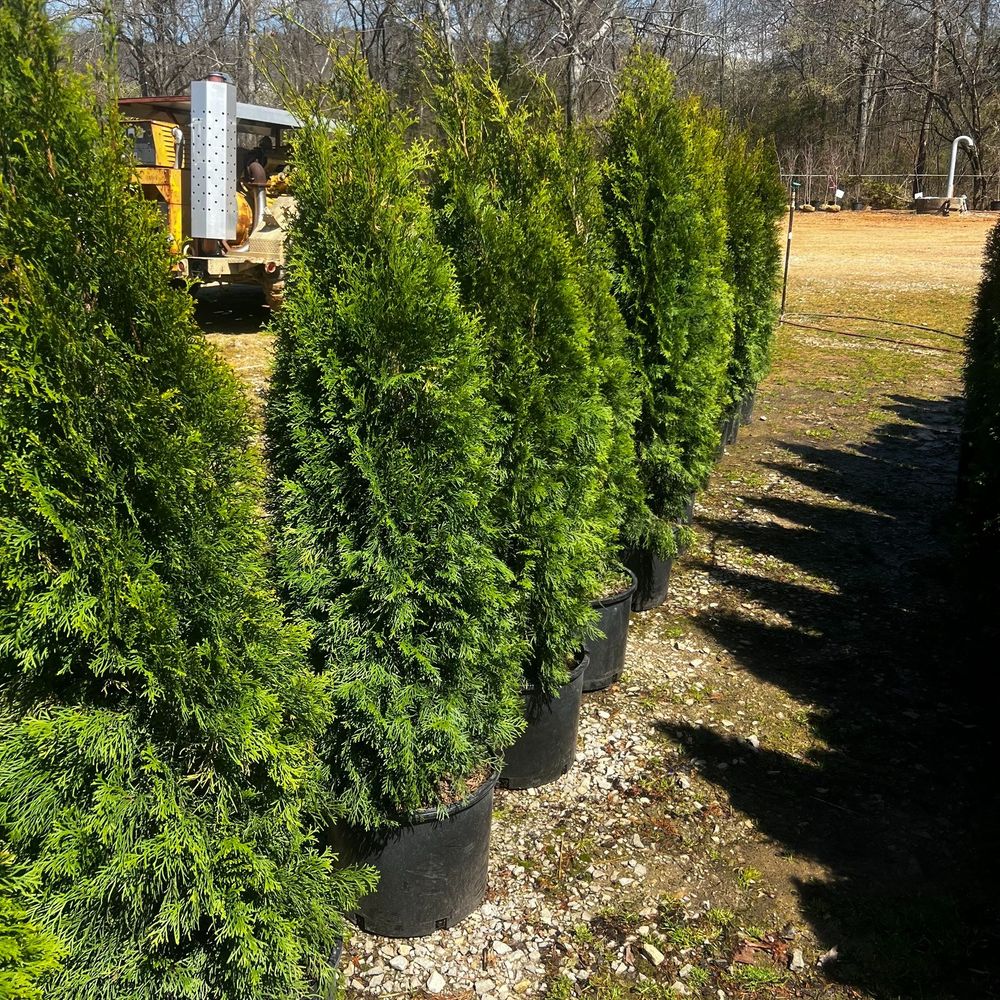 Enhance your home's curb appeal with our expert shrub trimming service, providing precise cuts for healthier growth and a beautifully maintained landscape that complements your outdoor aesthetics year-round. for CSS Renovations in Huntsville, AL