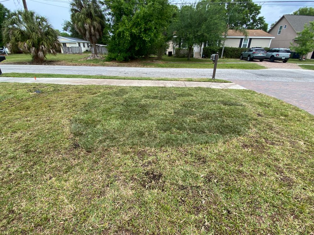 Landscaping for Nunez Concrete & Landscape LLC in Tampa Heights, FL