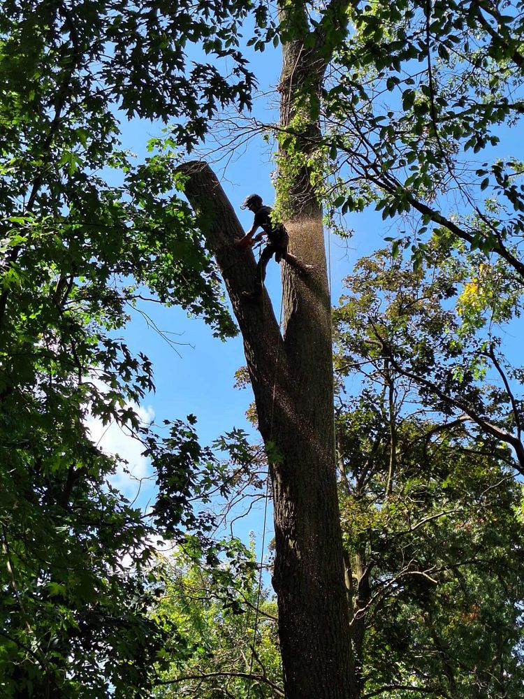 All Photos for Highborn Tree Service in Wheatfield, IN