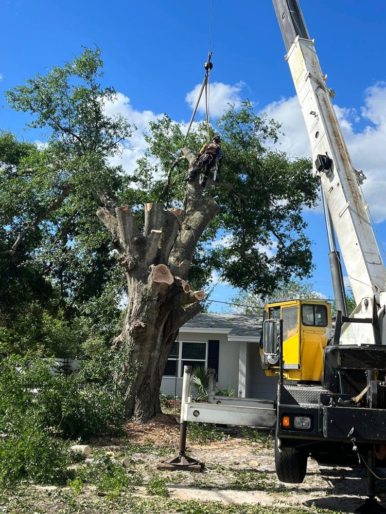 Tree Trimming and Removal for McGraw’s Lawn and Tree Service in DeLand, FL