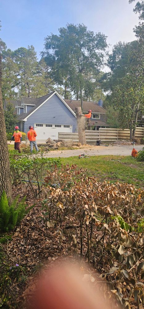 All Photos for Servin's Tree Care  in Houston, TX