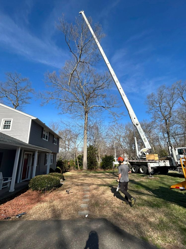 Emergency Tree Services for DC TREE in Vernon, CT