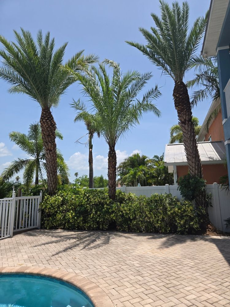 All Photos for TREE BOYS in Ruskin, FL