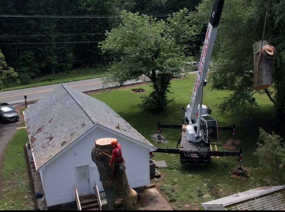 All Photos for Branch Out Tree Care LLC in Fredericksburg, VA