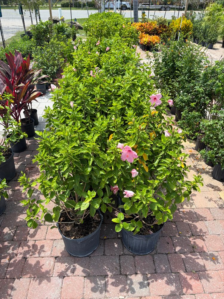 All Photos for Vanic's Landscaping in Port Orange, FL