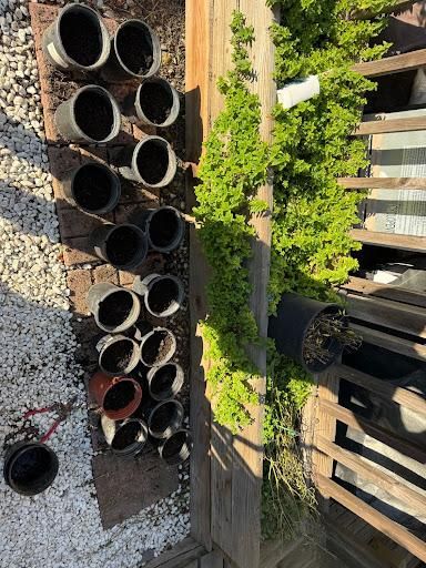 All Photos for CBA Landscaping in Hayward, CA