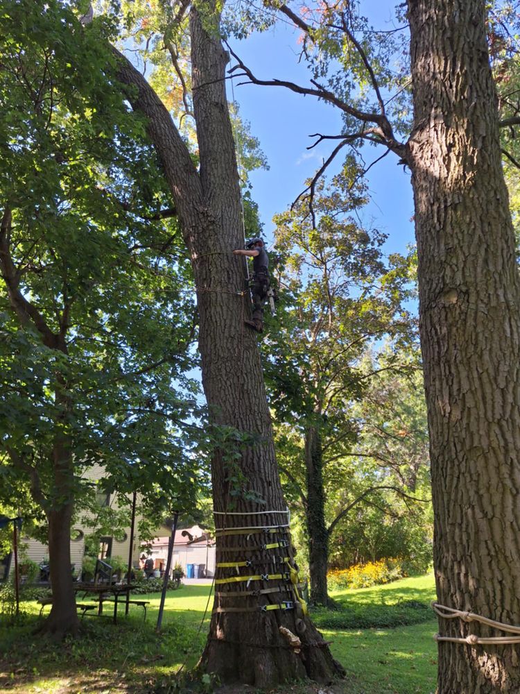 All Photos for Highborn Tree Service in Wheatfield, IN