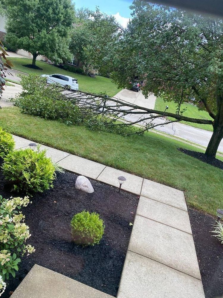 All Photos for Kingdom Tree Trimming and Removal LLC in Covington, KY