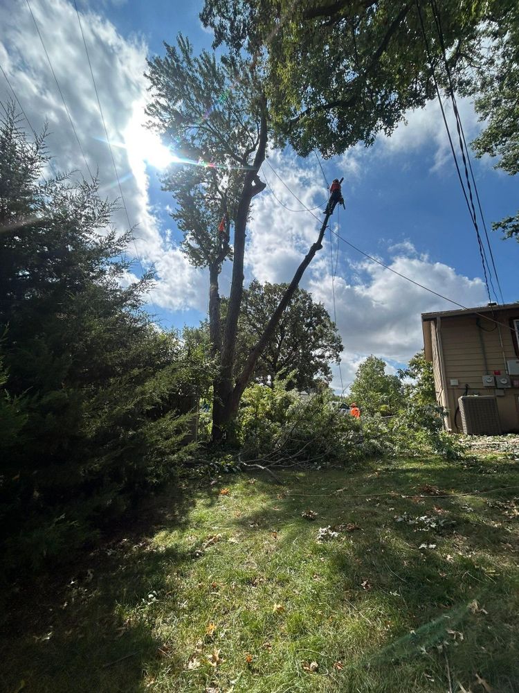 All Photos for Cross Family Tree Service in Kearney, MO