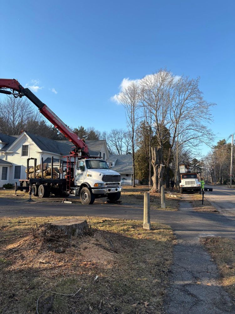 All Photos for Dwights Tree Service in Middleborough, MA