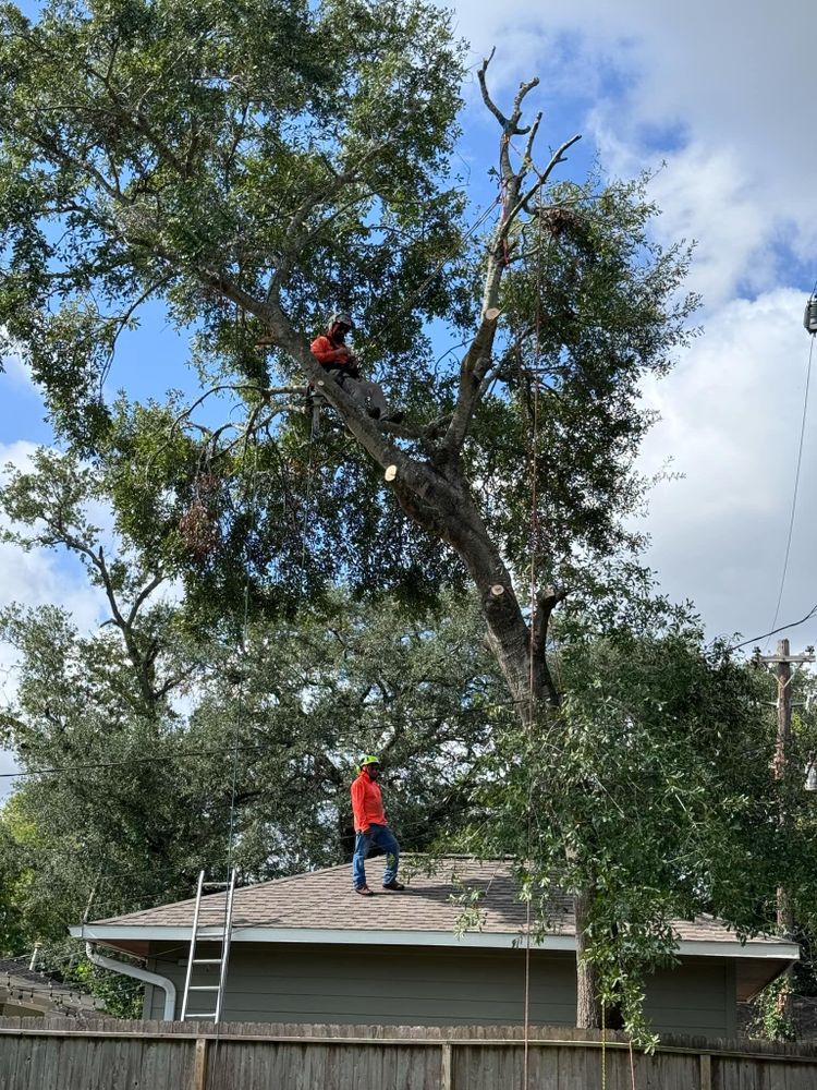 All Photos for Servin's Tree Care  in Houston, TX