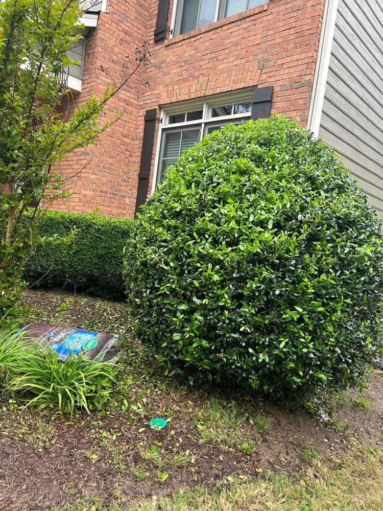 Revitalize your landscape with our expert shrub trimming service. Our team will shape and prune your shrubs to enhance their health and appearance, transforming your outdoor space into a beautiful oasis. for A&A MultiScapes and Tree Service in Dallas,  GA