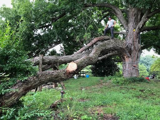 All Photos for Rawls Tree Care in Richmond, VA