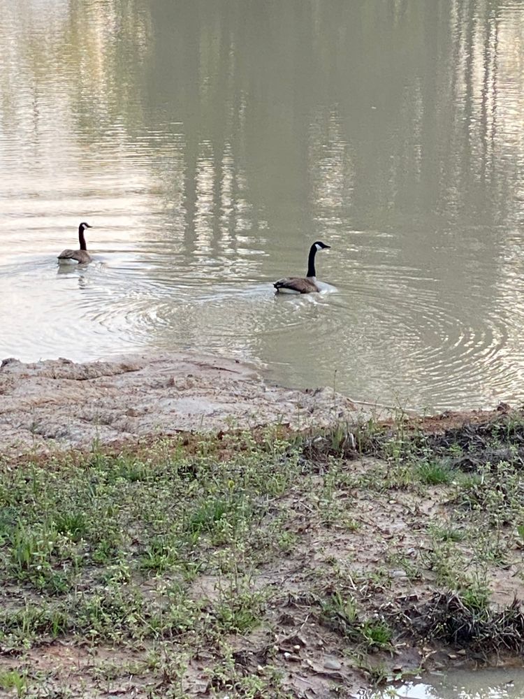 All Photos for Daniel's Dumpsters & Land Improvements in Monroe, LA