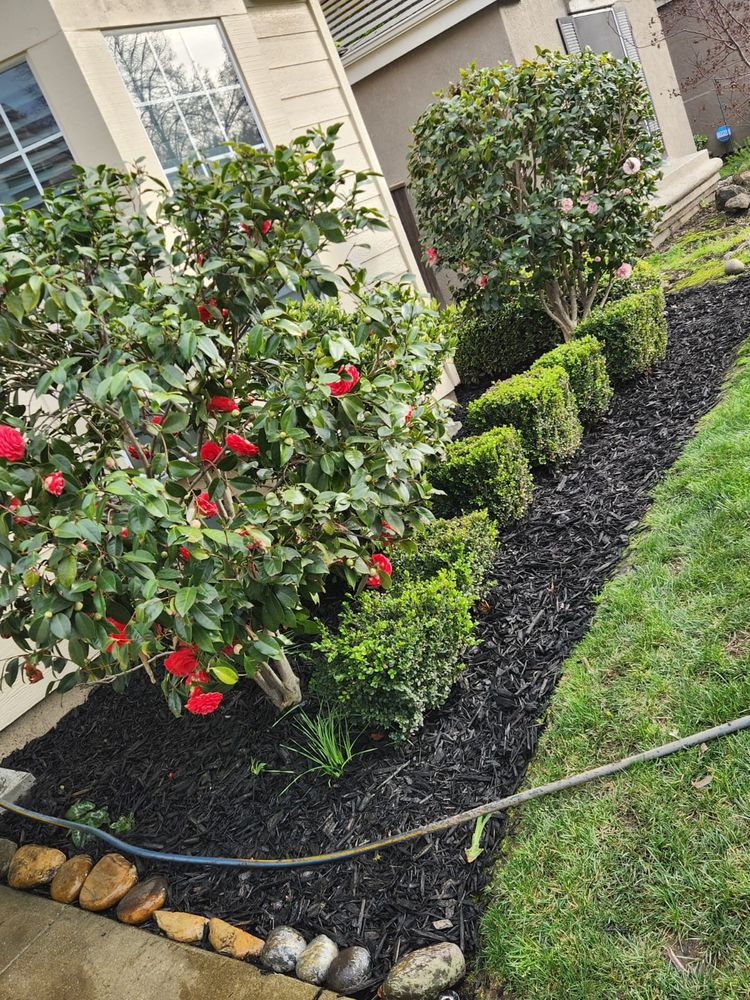 Landscaping for Vargas LANSCAPE LLC in Stockton, CA