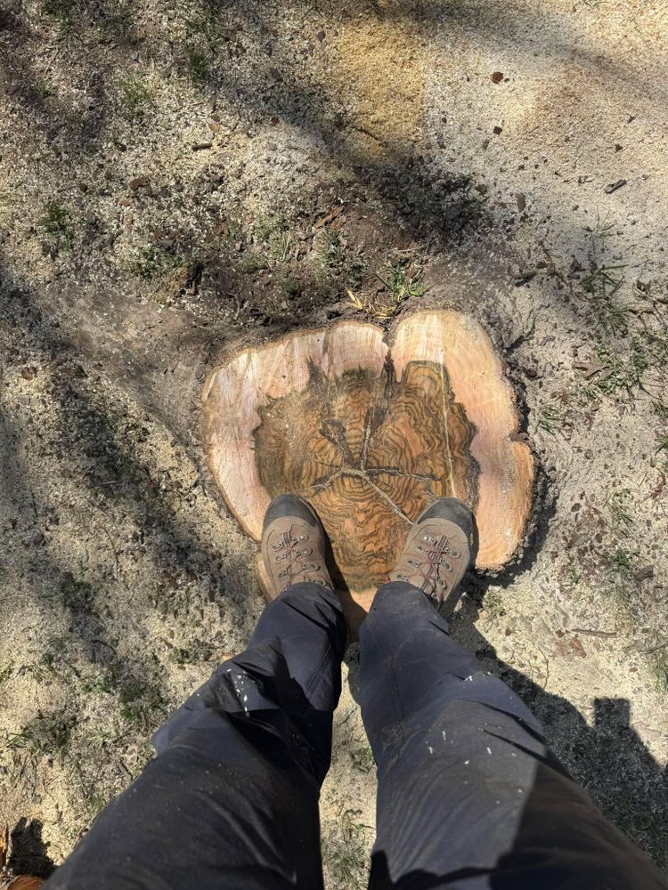 All Photos for Z’s Trees LLC in Grey Forest, TX