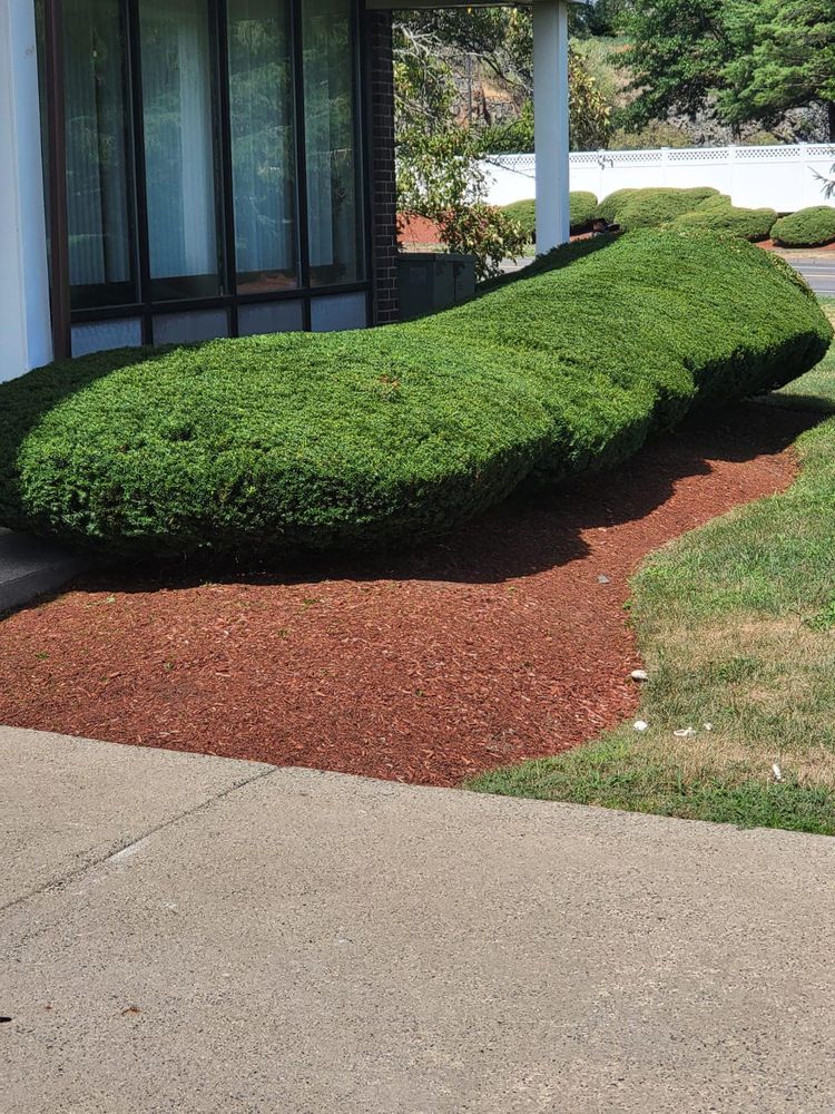 Our professional shrub trimming service helps maintain the health and appearance of your landscape by expertly shaping and pruning shrubs to enhance curb appeal and promote healthy growth. for JC Deleon landscaping Irrigation & Masonry in Saugus, MA