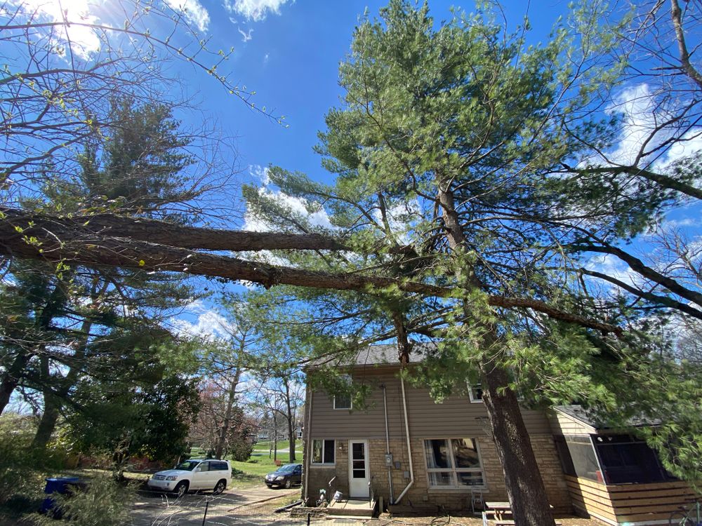 All Photos for Houtz Tree Service in Lexington, KY