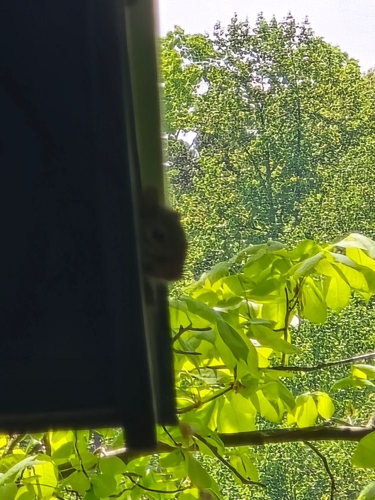 All Photos for The Handyman Viking in Dandridge, TN