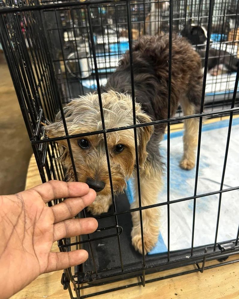 All Photos for Soapy Suds Services Georgia in Perry, GA