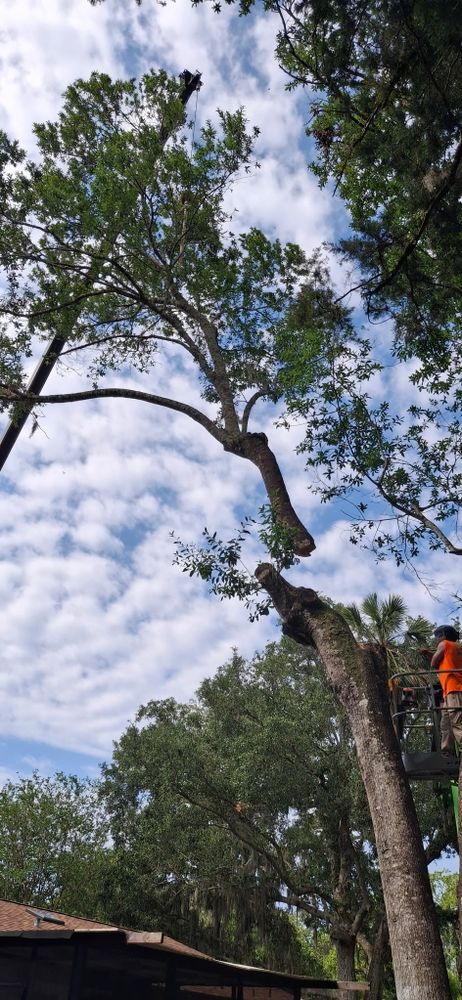 All Photos for Daniel Hickey’s Tree Service in DeLand, FL