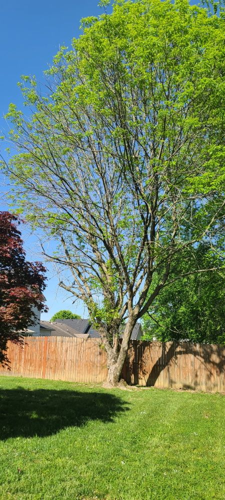 All Photos for Lightning Tree Service in Corydon, IN