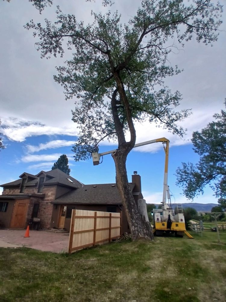 All Photos for Two Fellers Tree Service in Buffalo, WY