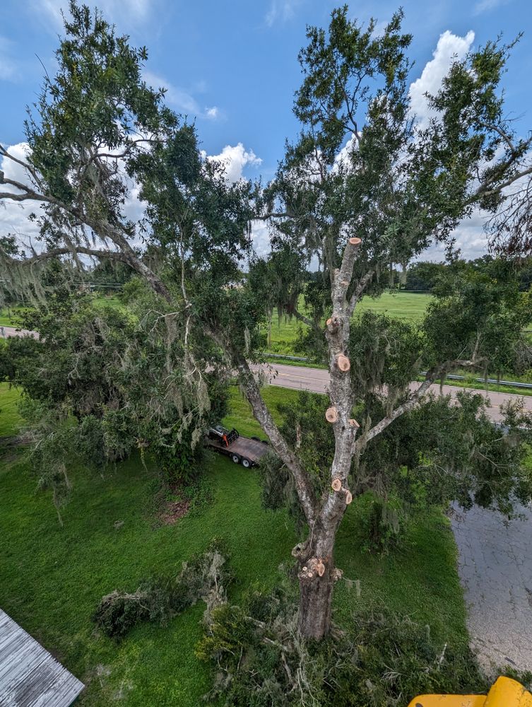 All Photos for Regal Tree Service and Stump Grinding in Wauchula, FL