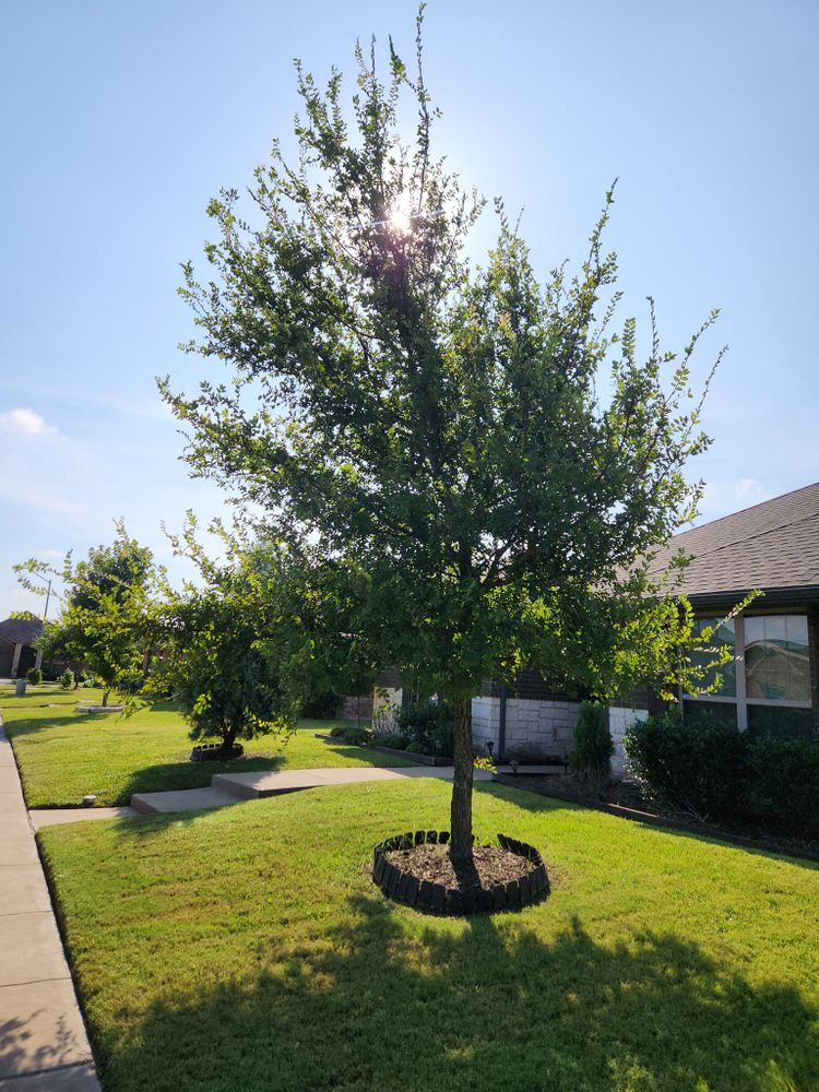 All Photos for Paquito's Landscaping in Ellis County, TX