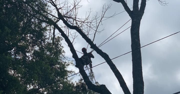 Tree Removal for Yardcall Solutions Tree & Landscaping Services in Durham, North Carolina