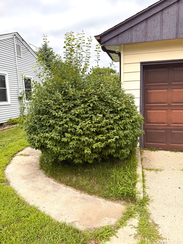 Enhance your home's curb appeal with our professional shrub trimming service, expertly shaping and maintaining healthy plants to elevate your landscape's beauty while promoting robust growth throughout every season. for B&G Lawn Care in Roscoe, IL