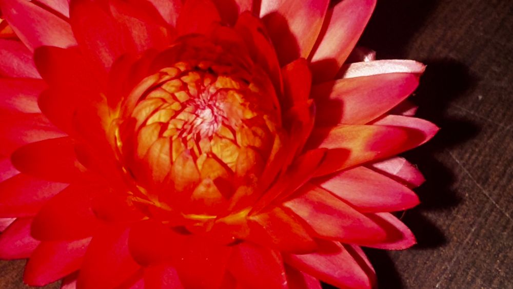 All Photos for The Dailey Daisy in Hardwick, VT