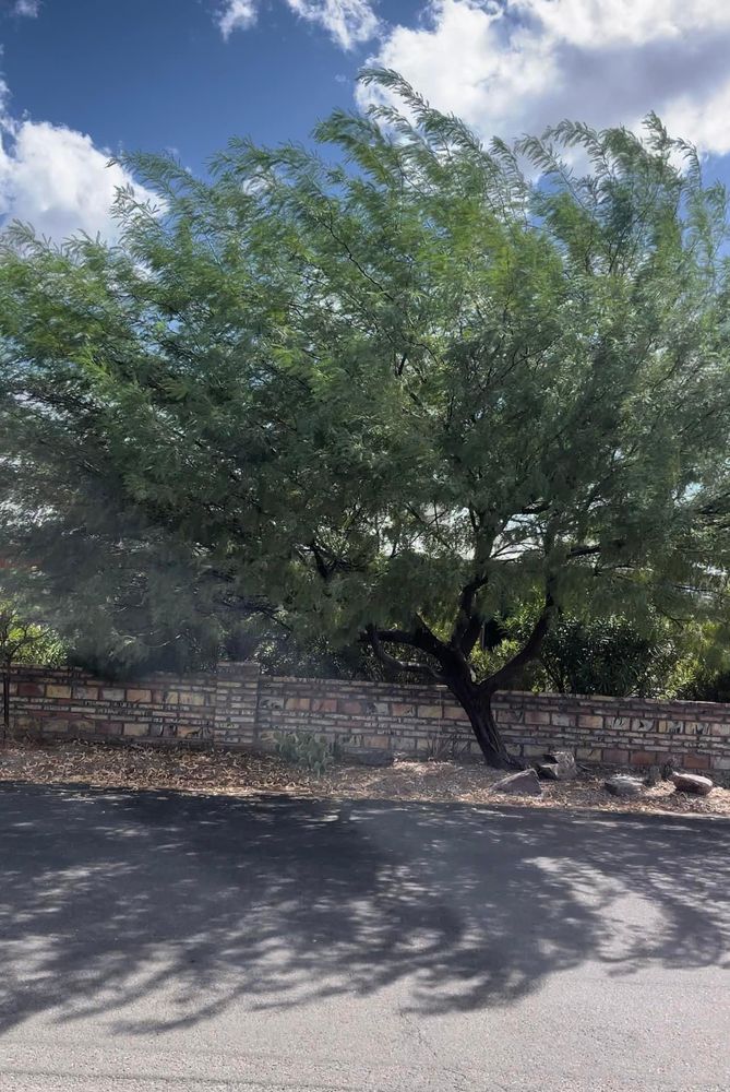 All Photos for Oliver L. Palm & Tree services in Yuma County, AZ