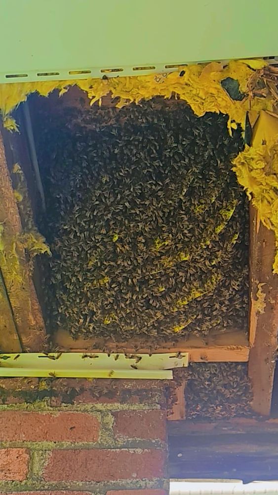 Pest Control/Bee Removal for HoneyBee Blues in McKees Rocks,  PA