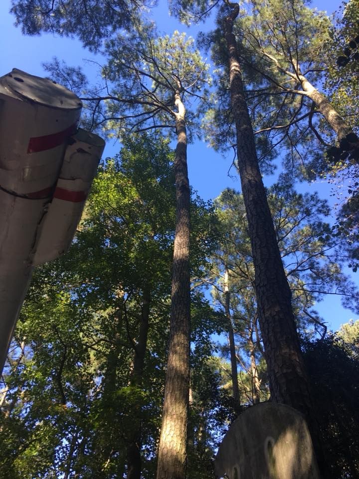 Tree Services for Leonard’s Tree Service in Toano, VA