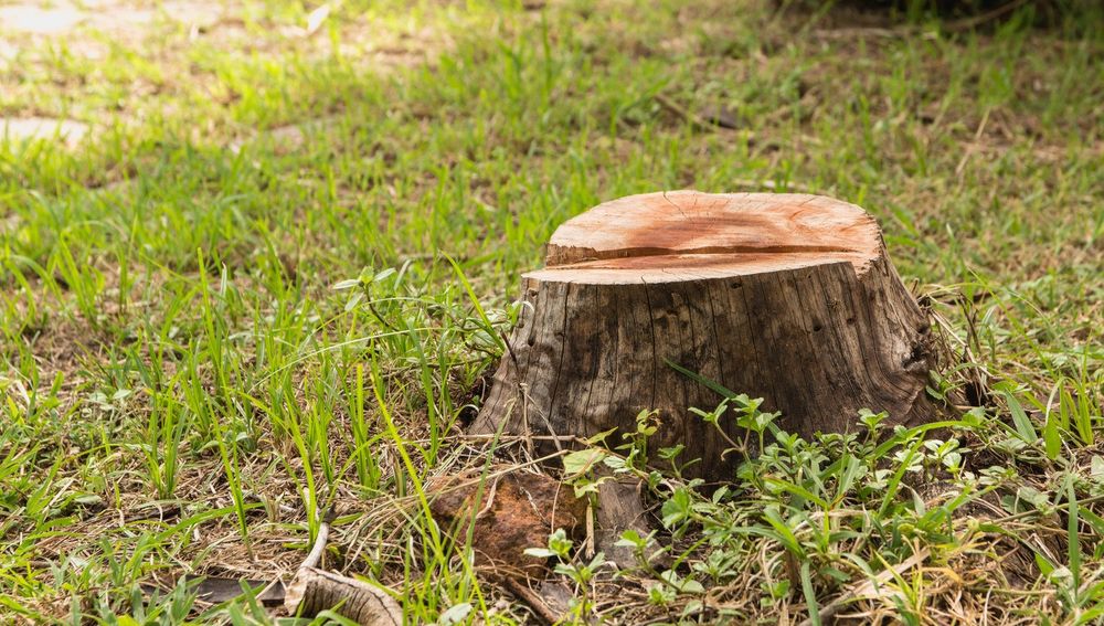 Our stump grinding service efficiently removes tree stumps, enhancing your landscape's appearance and safety. Trust our experts for a quick, clean solution that improves your property's aesthetic and prevents future issues. for Durham Right Lawn Services in Rock Hill, SC