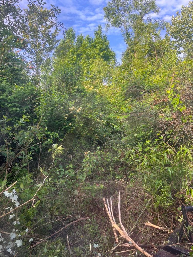 All Photos for Pinewood Land Management LLC in Nashville, GA