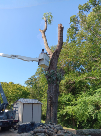 All Photos for The Webster Tree Service in Danville, VA