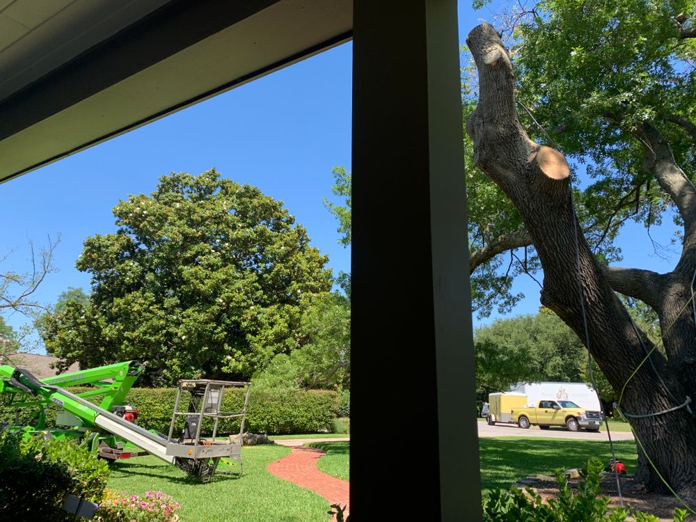 All Photos for TLC Professional Tree Service in Bedford, TX