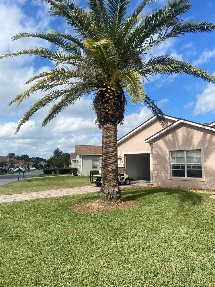 Fall and Spring Clean Up for Efficient and Reliable Tree Service in Lake Wales, FL