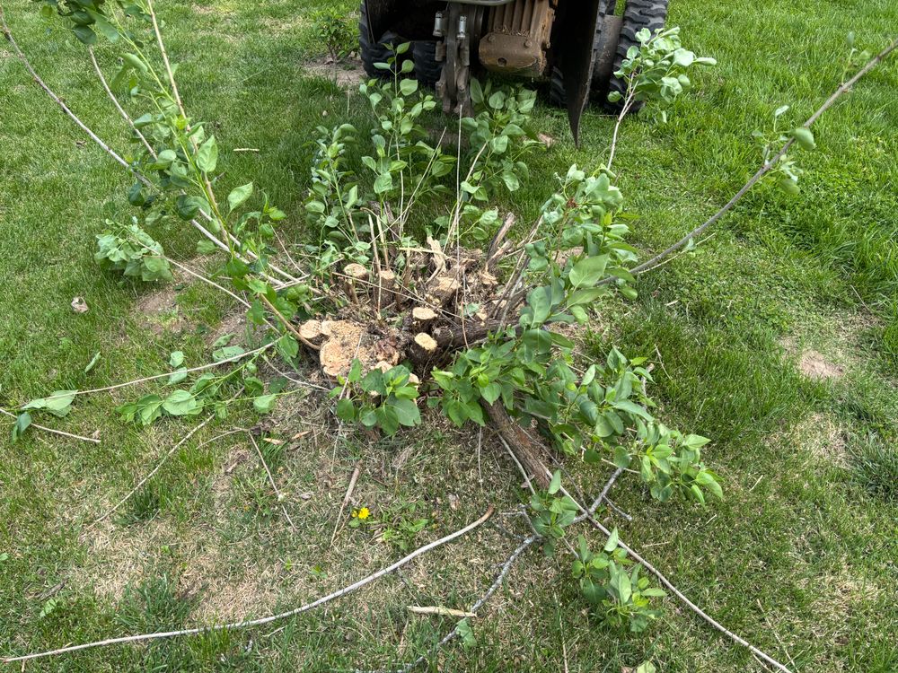 All Photos for Conrad's Stump Removal in Columbus, IN
