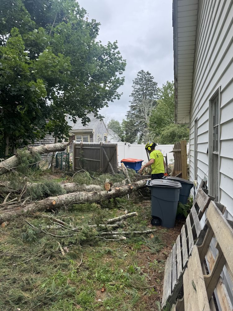 Tree Removal for Robery's Tree Service in West Wareham, MA