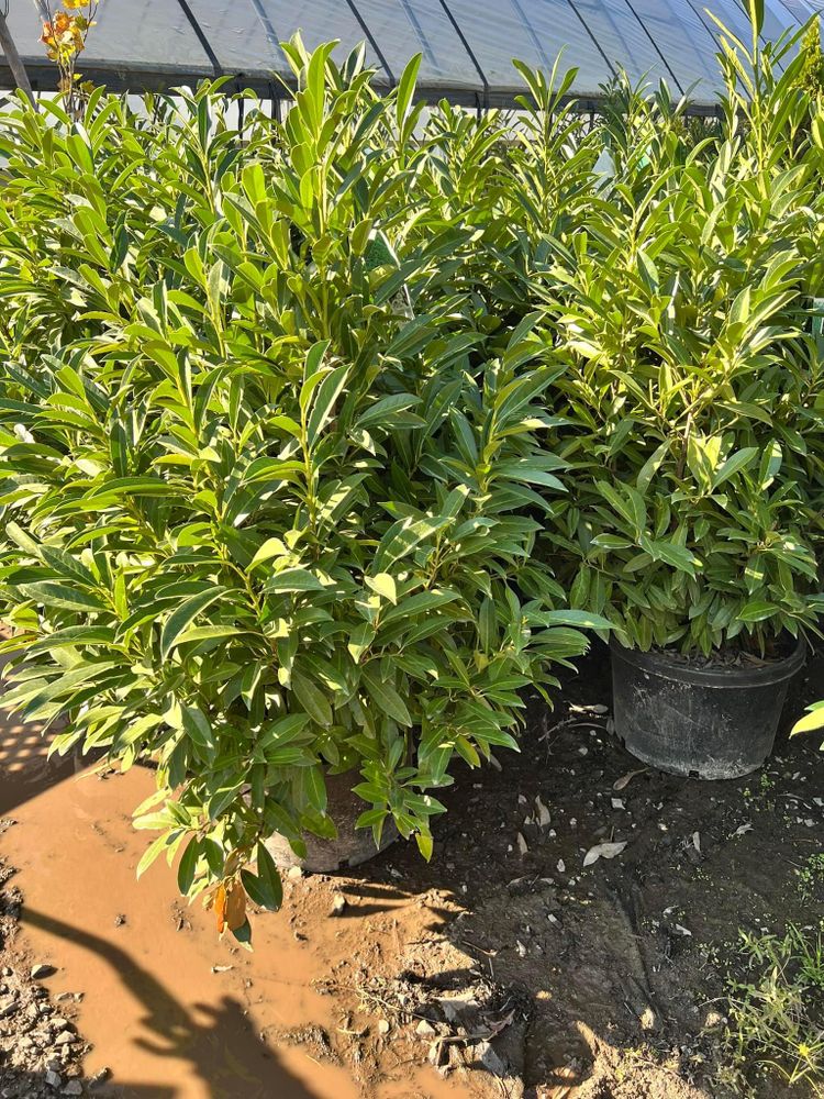 All Photos for Sanchez Z. Landscaping in Memphis, TN