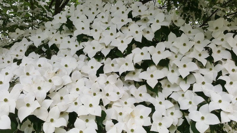 All Photos for Evolution Earthscapes, LLC in Ludlow, MA