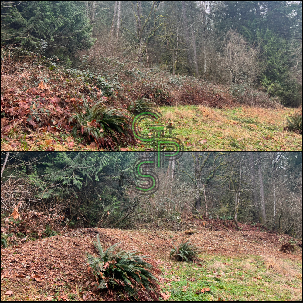 Blackberry Mulching - Brush Clearing for Golovin Property Services LLC in Marysville, WA