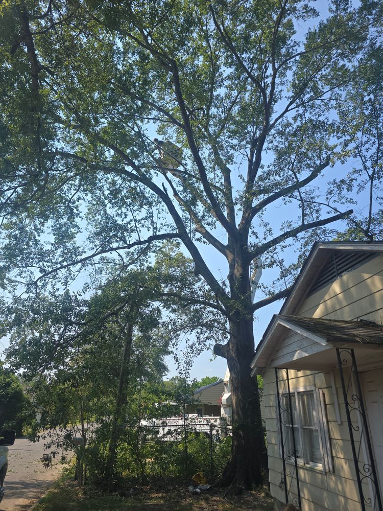 All Photos for Paquette's Tree Service in Malvern, AR