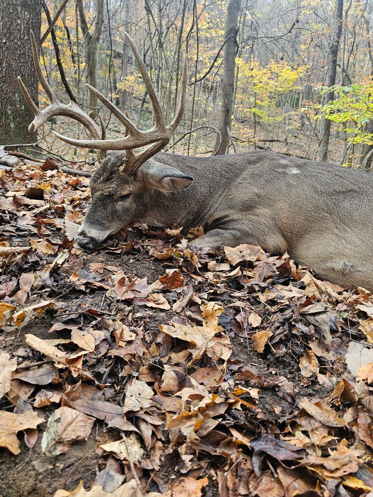 All Photos for Bluff Country Whitetails in Southern Indiana, IN