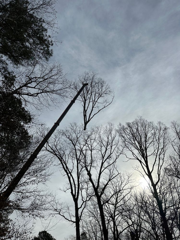 Tree Removal for Rawls Tree Care in Richmond, VA