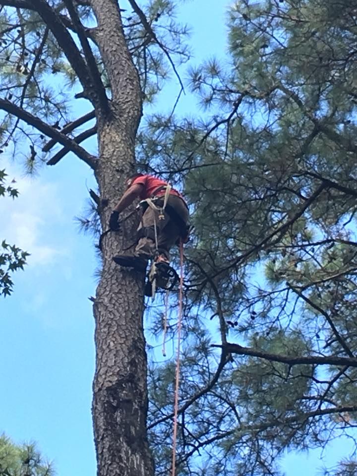 Tree Services for Leonard’s Tree Service in Toano, VA