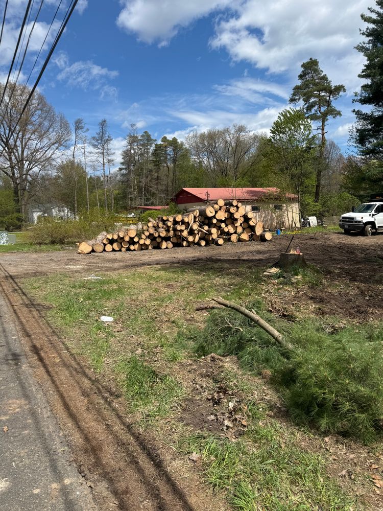 Timber Sales for Lovenguth Logging and Tree Service in West Monroe, NY